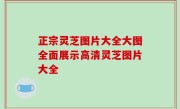 正宗灵芝图片大全大图全面展示高清灵芝图片大全