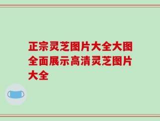 正宗灵芝图片大全大图全面展示高清灵芝图片大全