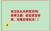 见过这么大的灵芝吗(世界之最：巨型灵芝惊现，引爆全球关注！)