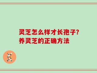 灵芝怎么样才长孢子？养灵芝的正确方法