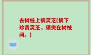 去树桩上摘灵芝(摘下珍贵灵芝，须臾在树枝间。)