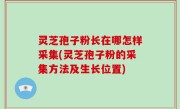 灵芝孢子粉长在哪怎样采集(灵芝孢子粉的采集方法及生长位置)