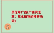 灵芝草广西(广西灵芝草：草本植物的神奇功效)