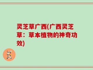 灵芝草广西(广西灵芝草：草本植物的神奇功效)
