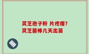 灵芝孢子粉 片疙瘩？灵芝菌棒几天出苗