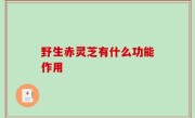 野生赤灵芝有什么功能作用