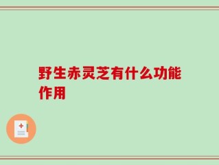 野生赤灵芝有什么功能作用