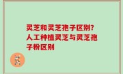 灵芝和灵芝孢子区别？人工种植灵芝与灵芝孢子粉区别