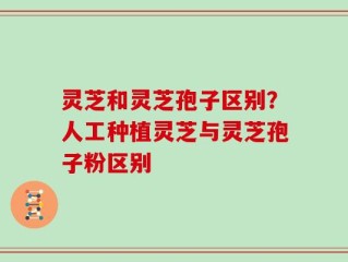 灵芝和灵芝孢子区别？人工种植灵芝与灵芝孢子粉区别