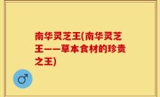 南华灵芝王(南华灵芝王——草本食材的珍贵之王)
