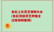 鱼缸上长灵芝视频大全(鱼缸顶部灵芝种植全过程视频集锦)
