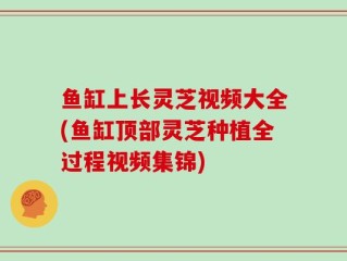 鱼缸上长灵芝视频大全(鱼缸顶部灵芝种植全过程视频集锦)