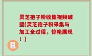 灵芝孢子粉收集视频破壁(灵芝孢子粉采集与加工全过程，惊艳展现！)
