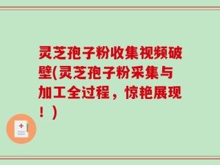 灵芝孢子粉收集视频破壁(灵芝孢子粉采集与加工全过程，惊艳展现！)