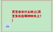灵芝会长什么树上(灵芝生长在哪种树木上？)