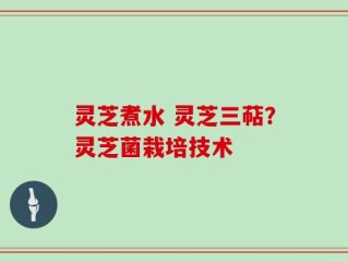 灵芝煮水 灵芝三萜？灵芝菌栽培技术