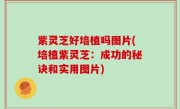 紫灵芝好培植吗图片(培植紫灵芝：成功的秘诀和实用图片)