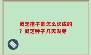 灵芝孢子是怎么长成的？灵芝种子几天发芽