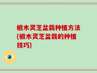椴木灵芝盆栽种植方法(椴木灵芝盆栽的种植技巧)