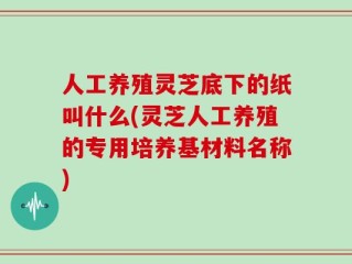 人工养殖灵芝底下的纸叫什么(灵芝人工养殖的专用培养基材料名称)