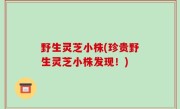 野生灵芝小株(珍贵野生灵芝小株发现！)