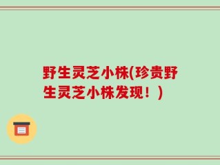 野生灵芝小株(珍贵野生灵芝小株发现！)