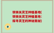 铁锁关灵芝种植基地(铁锁关灵芝种植基地：探寻灵芝的神秘奥秘)