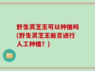 野生灵芝王可以种植吗(野生灵芝王能否进行人工种植？)