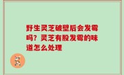 野生灵芝破壁后会发霉吗？灵芝有股发霉的味道怎么处理