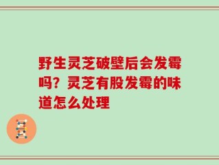 野生灵芝破壁后会发霉吗？灵芝有股发霉的味道怎么处理