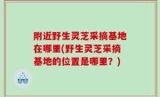 附近野生灵芝采摘基地在哪里(野生灵芝采摘基地的位置是哪里？)