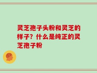 灵芝孢子头粉和灵芝的样子？什么是纯正的灵芝孢子粉
