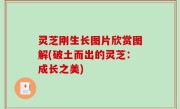 灵芝刚生长图片欣赏图解(破土而出的灵芝：成长之美)