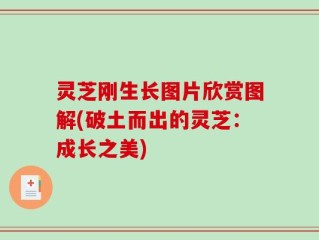 灵芝刚生长图片欣赏图解(破土而出的灵芝：成长之美)