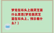梦见在石头上栽灵芝苗什么意思(梦见栽灵芝苗在石头上，预示着什么？)