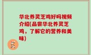 华北养灵芝鸡好吗视频介绍(品尝华北养灵芝鸡，了解它的营养和美味)
