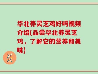华北养灵芝鸡好吗视频介绍(品尝华北养灵芝鸡，了解它的营养和美味)
