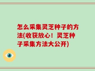 怎么采集灵芝种子的方法(收获放心！灵芝种子采集方法大公开)