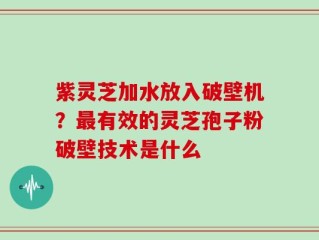 紫灵芝加水放入破壁机？最有效的灵芝孢子粉破壁技术是什么