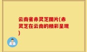 云南省赤灵芝图片(赤灵芝在云南的精彩呈现)