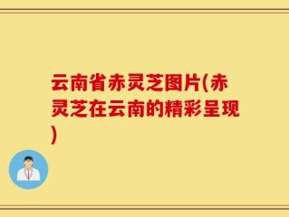 云南省赤灵芝图片(赤灵芝在云南的精彩呈现)
