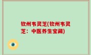 钦州韦灵芝(钦州韦灵芝：中医养生宝藏)