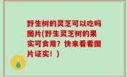 野生树的灵芝可以吃吗图片(野生灵芝树的果实可食用？快来看看图片证实！)