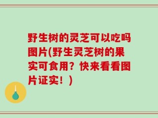 野生树的灵芝可以吃吗图片(野生灵芝树的果实可食用？快来看看图片证实！)