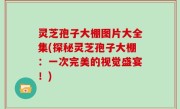 灵芝孢子大棚图片大全集(探秘灵芝孢子大棚：一次完美的视觉盛宴！)