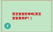 灵芝宝宝好养吗(灵芝宝宝易养护？)