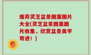 废弃灵芝盆景图案图片大全(灵芝盆景图案图片收集，欣赏盆景美学奇迹！)