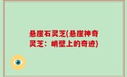 悬崖石灵芝(悬崖神奇灵芝：峭壁上的奇迹)