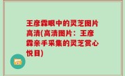 王彦霖眼中的灵芝图片高清(高清图片：王彦霖亲手采集的灵芝赏心悦目)