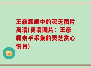 王彦霖眼中的灵芝图片高清(高清图片：王彦霖亲手采集的灵芝赏心悦目)